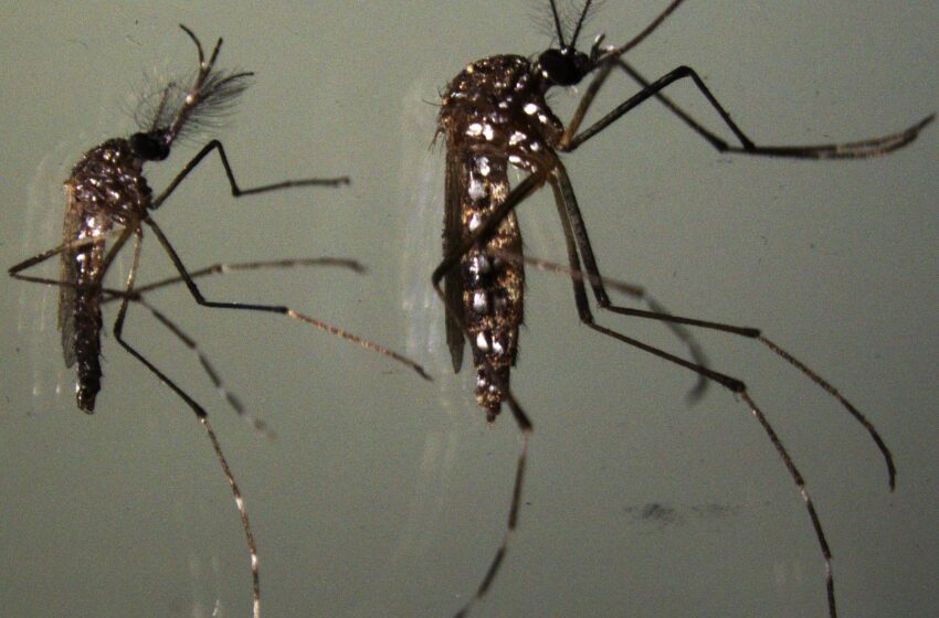  Comment les œufs du moustique porteur du Zika survivent à la dessiccation