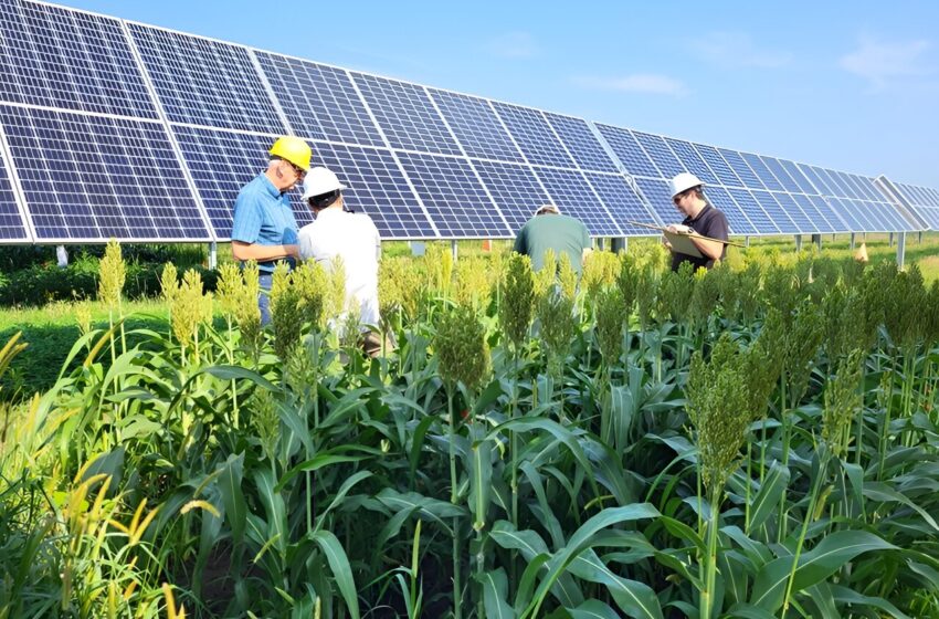  Des chercheurs cherchent à rendre l’énergie solaire et la production agricole plus compatibles avec l’agrivoltaïque