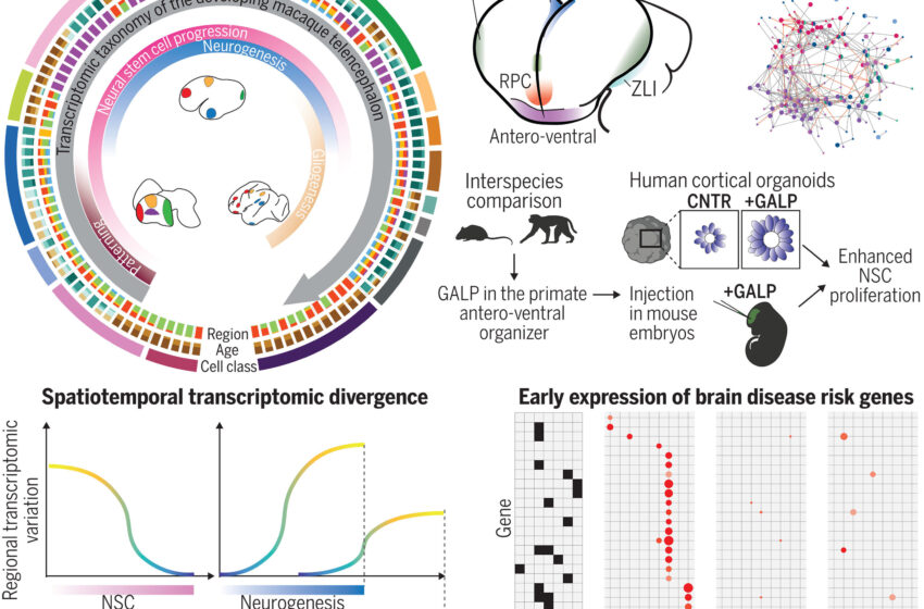 Des chercheurs identifient des gènes clés dans le développement du cerveau des primates