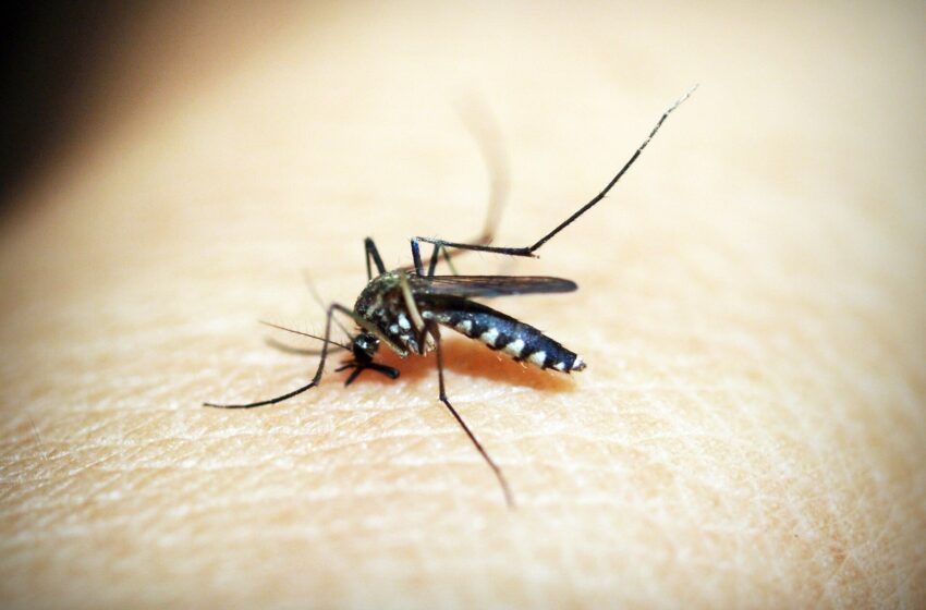  Alors que la dengue s’étend au-delà de la « ceinture mondiale de la dengue », les scientifiques dissipent les idées reçues sur la maladie