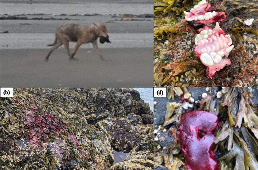  Des chercheurs observent des loups chassant et tuant des loutres de mer et des phoques communs sur la côte Katmai de l’Alaska.