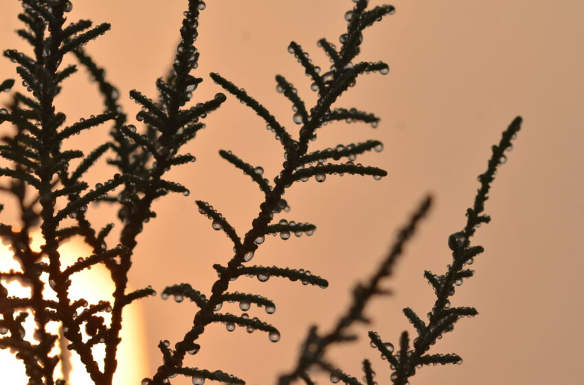  Des chercheurs révèlent comment un arbuste commun du désert récupère efficacement l’eau de l’air
