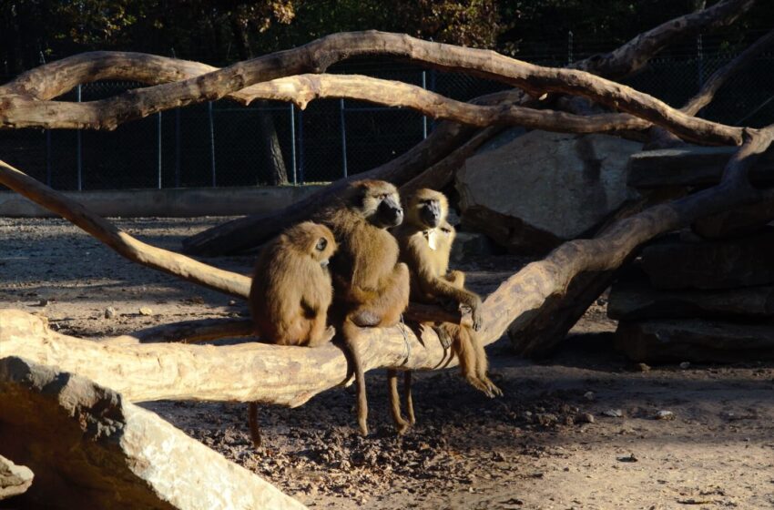  Gratte-moi le dos, je gratterai le tien : les babouins, coopérateurs rusés
