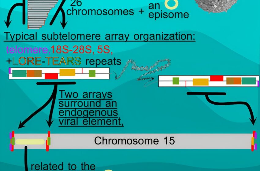  La découverte d’un génome protiste pourrait percer le mystère des virus marins