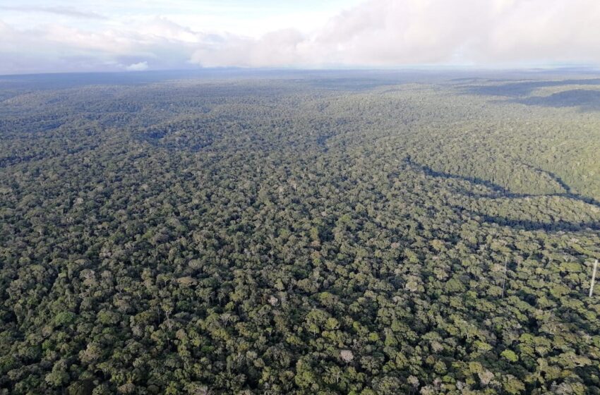  La déforestation en Amazonie liée au réchauffement climatique à longue distance