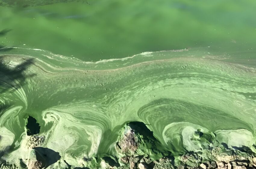  Le changement climatique augmente le risque de concentrations élevées de toxines dans les lacs du nord des États-Unis, selon une étude
