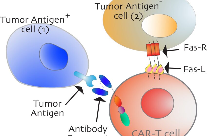  Les chercheurs identifient un « interrupteur » pour activer la mort des cellules cancéreuses