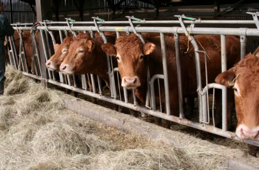  Maladie hémorragique épizootique : un nouveau virus qui menace l’importation de bovins