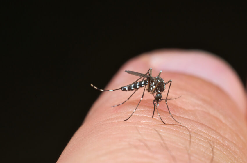  Premier cas de dengue indigène dû au moustique tigre en région parisienne