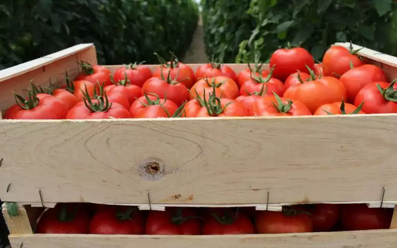  Tomates marocaines : les producteurs espagnols pleurent