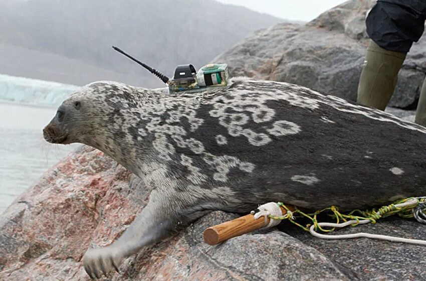  Un nouveau type de phoque annelé décrit dans l’ouest du Groenland