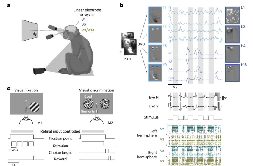  Une étude montre que l’activité du cortex visuel des primates est peu liée aux mouvements spontanés