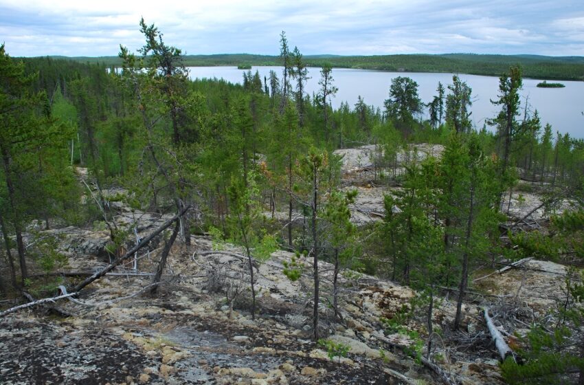  Une nouvelle étude montre les effets surprenants des incendies dans les forêts boréales d’Amérique du Nord