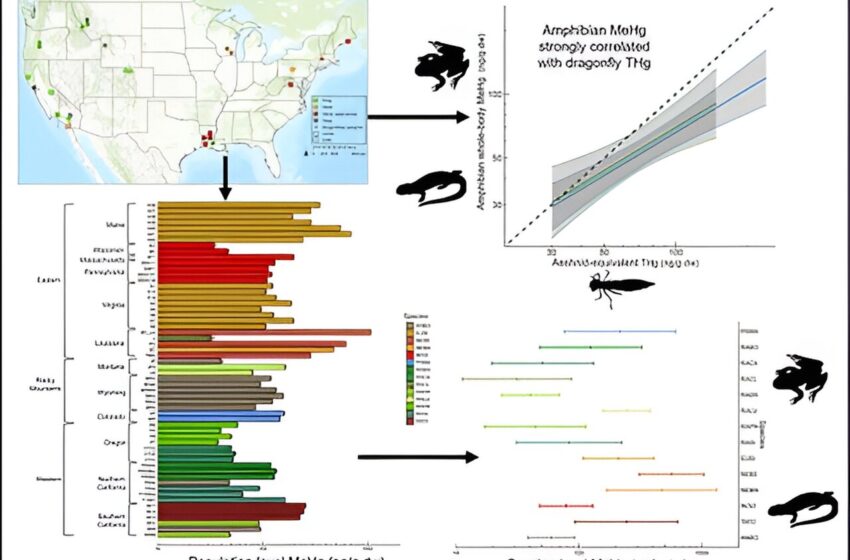  Une nouvelle étude montre que les amphibiens ont encore une chose à craindre : le méthylmercure