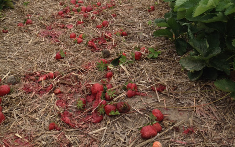  une partie de la production de fruits rouges perdue au Maroc