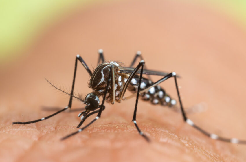  1 347 cas de dengue enregistrés en France depuis le 1er mai