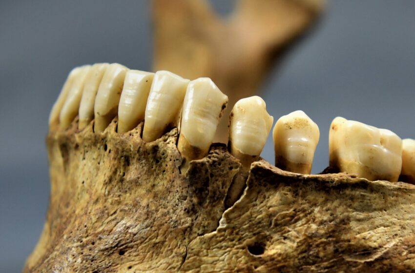  Ce que les dents révèlent sur la nutrition et la migration