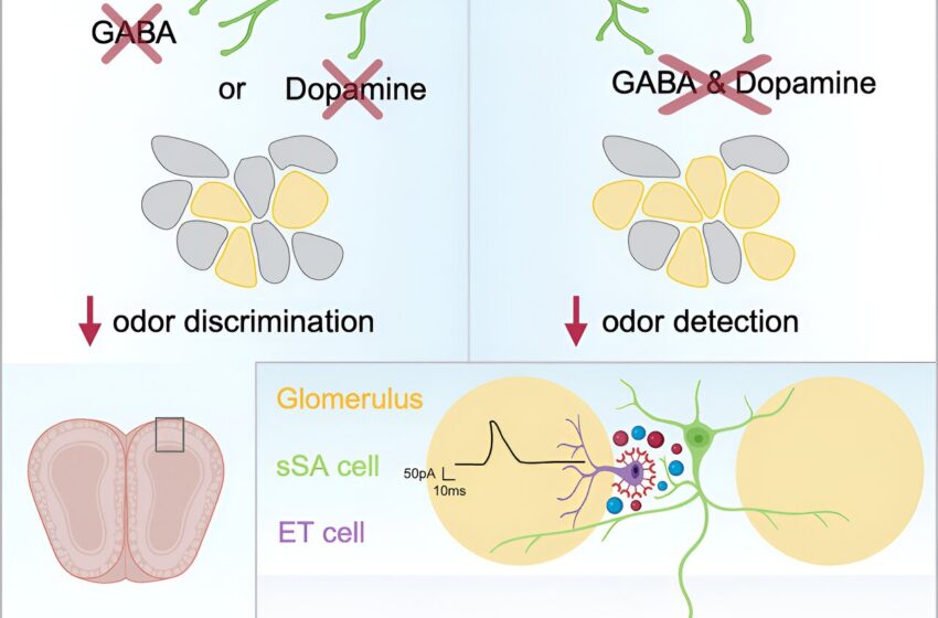  Comment les neurotransmetteurs travaillent ensemble pour détecter et discriminer les odeurs