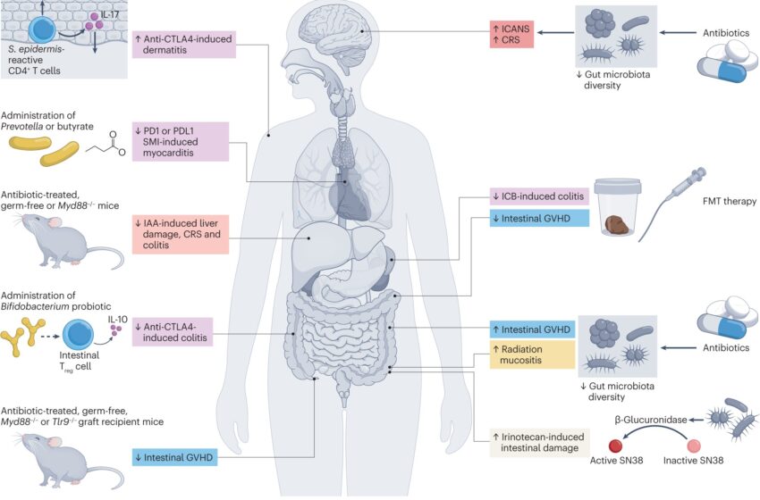  Des chercheurs confirment le rôle des microbes intestinaux dans le traitement du cancer