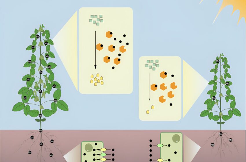  Des chercheurs identifient des gènes transporteurs de molybdate pour améliorer le rendement du soja