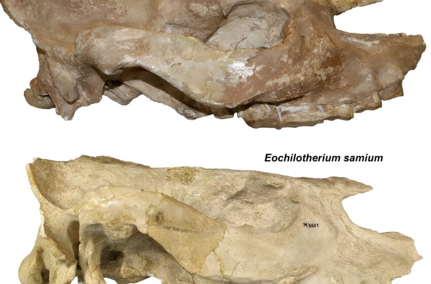  Des crânes fossilisés révèlent que les parents des rhinocéros d’aujourd’hui n’avaient pas de corne et sont morts il y a 5 millions d’années