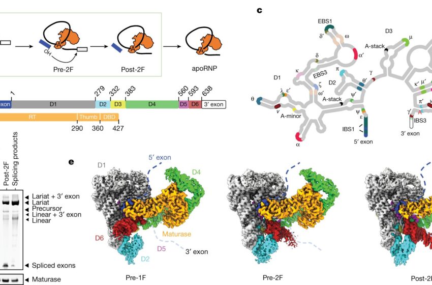  Des scientifiques révèlent comment l’ARN s’épisse correctement