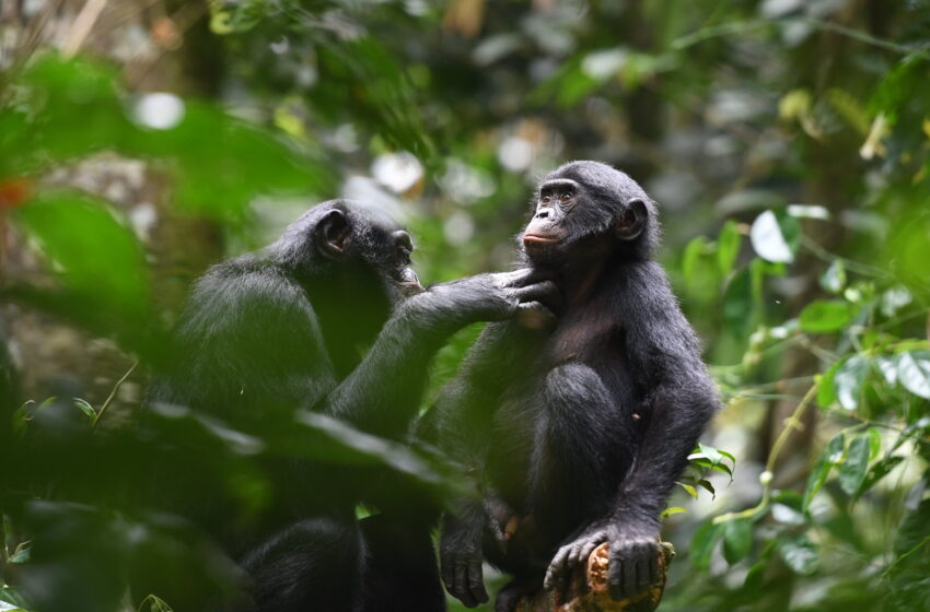  La coopération s’étend au-delà de son propre groupe chez les bonobos sauvages