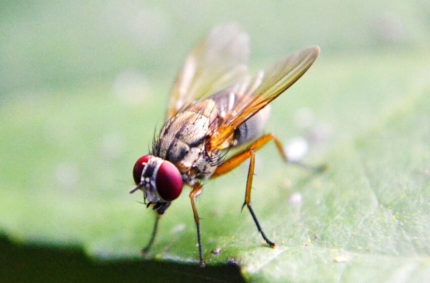  La lutte contre les mouches des fruits aide les chercheurs à comprendre pourquoi nous restons en colère