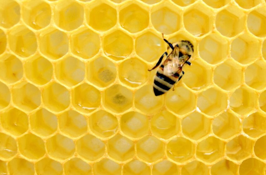  La recherche remet en question la croyance répandue selon laquelle les abeilles isolent naturellement leurs colonies du froid