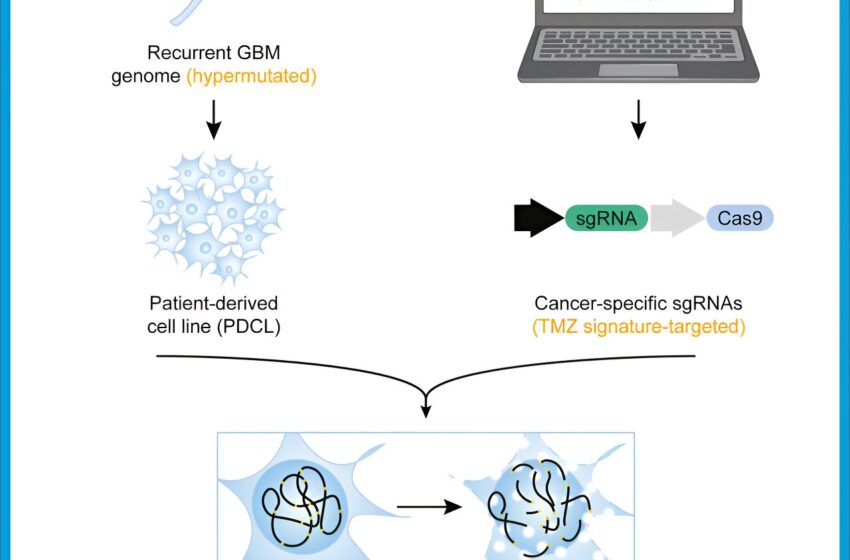  La technique de « déchiquetage du cancer » alimentée par CRISPR ouvre de nouvelles possibilités pour traiter le cancer du cerveau le plus courant et le plus mortel