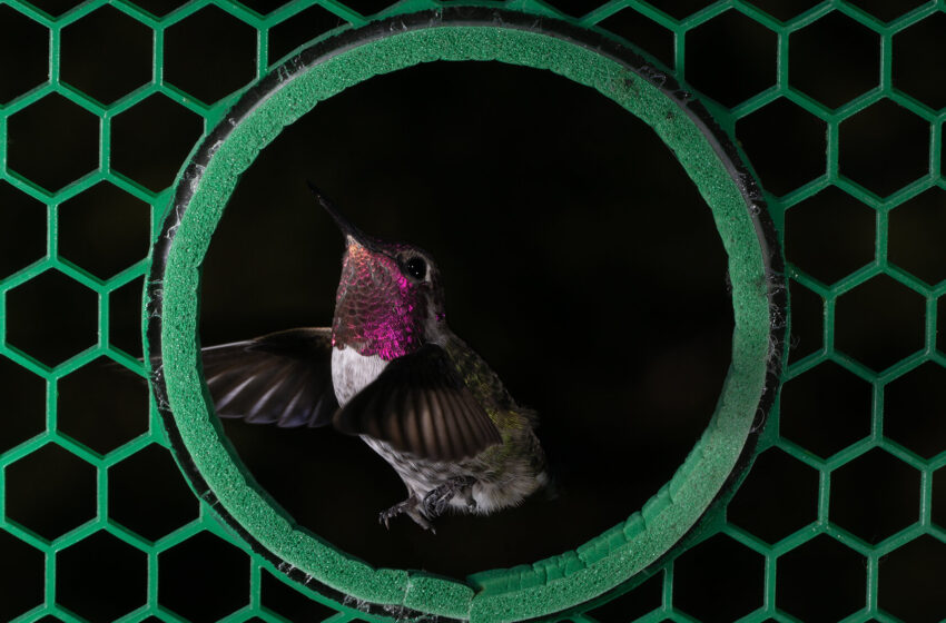  Le battement latéral unique des colibris les fait passer à travers de petites ouvertures