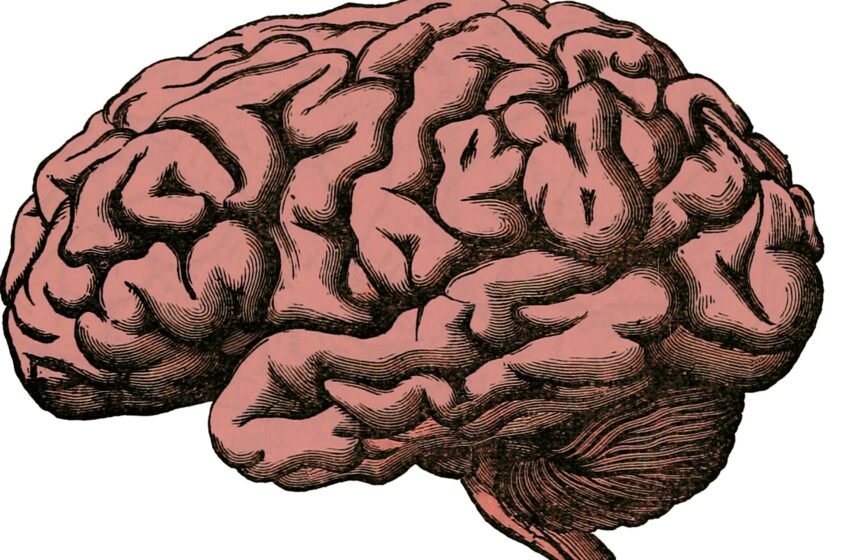  Le cerveau bilingue pourrait mieux ignorer les informations non pertinentes
