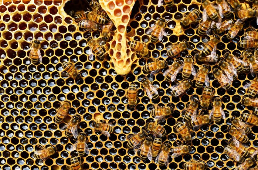 Le dangereux virus des abeilles est moins mortel dans au moins une forêt américaine, selon des chercheurs