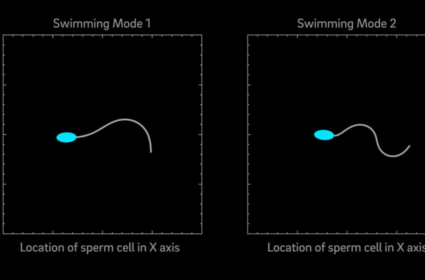  Le modèle suggère que les spermatozoïdes des mammifères ont deux modes de nage