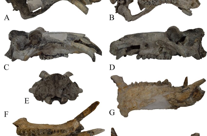  Le plus ancien fossile d’hippopotame commun européen connu révèle sa dispersion au Pléistocène moyen