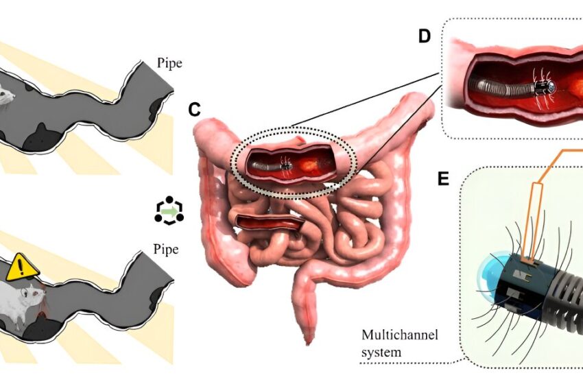  L’équipe de recherche propose un nouveau système de diagnostic gastro-intestinal basé sur l’IA et inspiré des moustaches de rat