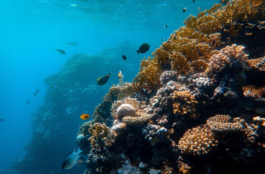  Les algues formant une croûte déplacent les coraux dans les eaux tropicales du monde entier