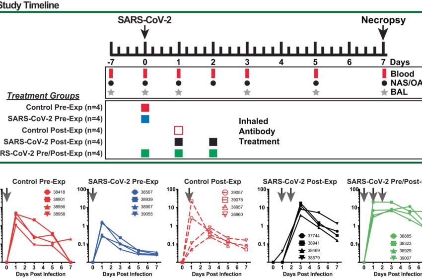  Les anticorps monoclonaux inhalés se sont révélés protecteurs contre le COVID-19 et sont prometteurs pour la thérapie par aérosol à domicile