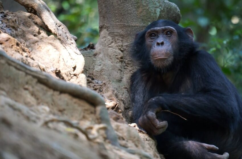  Les chimpanzés « pêcheurs » apprécient les termites comme friandise saisonnière