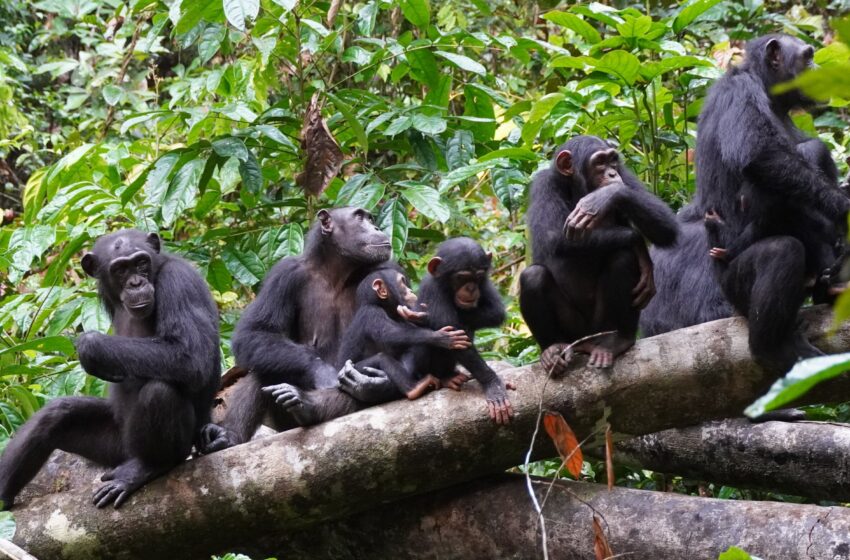  Les chimpanzés utilisent les sommets des collines pour effectuer des reconnaissances sur les groupes rivaux