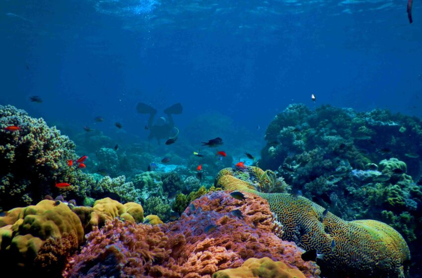  Les enquêteurs examinent les changements dans le microbiome corallien sous hypoxie
