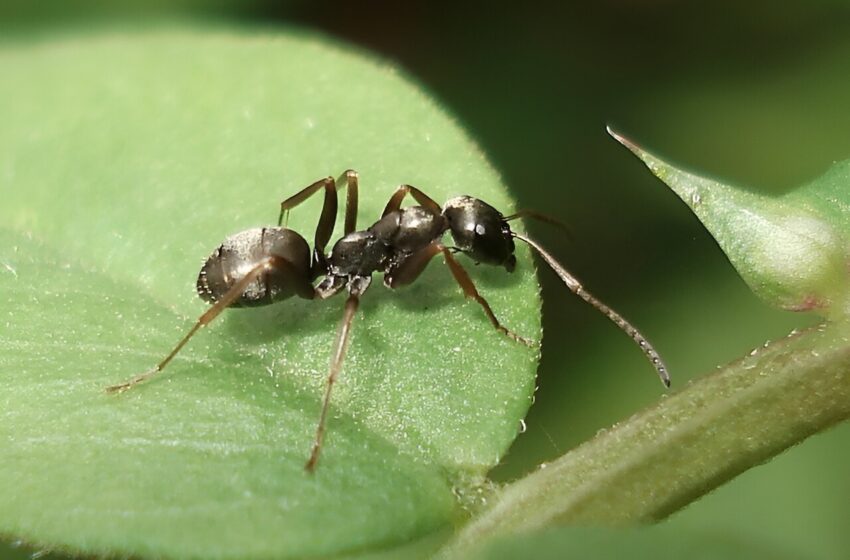  Les fourmis soyeuses se tournent vers les pucerons pour se soigner lorsqu’elles sont malades