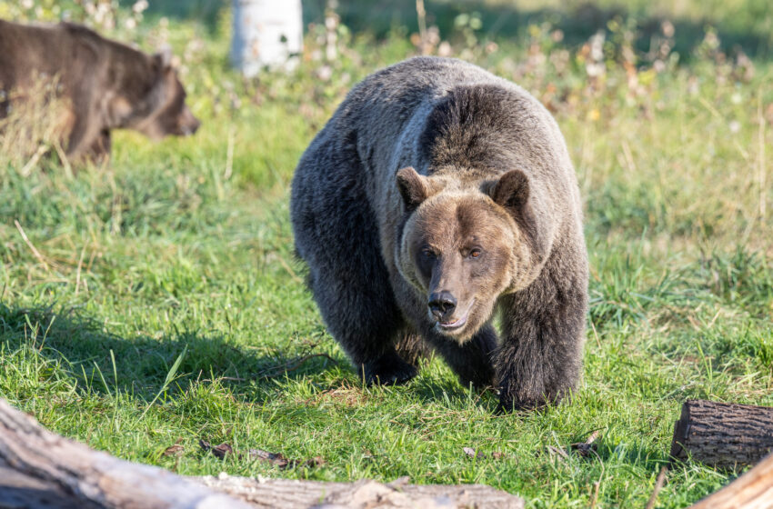  Les gènes des ours montrent des rythmes circadiens même pendant l’hibernation