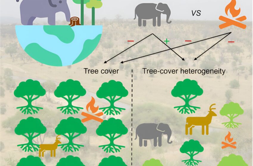 Les grands herbivores tels que les éléphants, les bisons et les élans contribuent à la diversité des arbres.