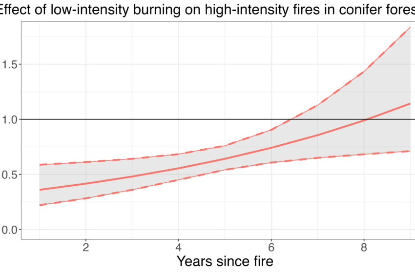  Les incendies de faible intensité réduisent le risque d’incendies de forêt de 60 %, selon une étude