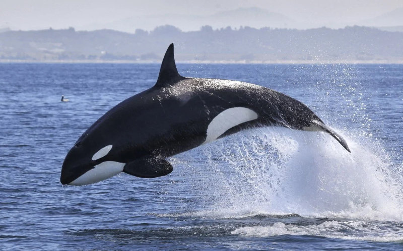  Les orques, nouveaux prédateurs des mers du détroit de Gibraltar