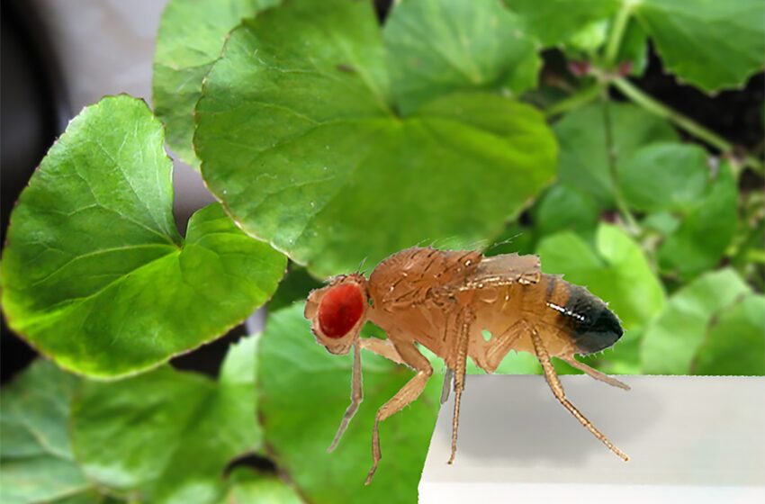  Les produits naturels utilisés dans les traitements ayurvédiques soulagent les symptômes de dépression chez les mouches des fruits