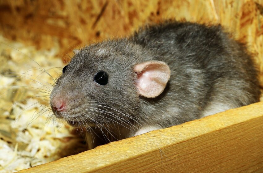  Les rats ont une imagination, selon une nouvelle recherche