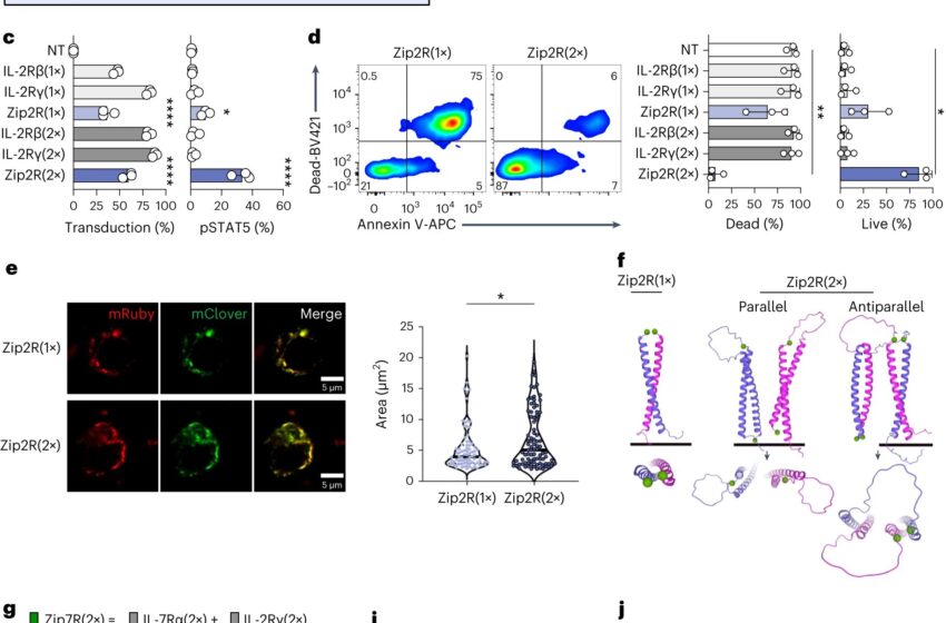  Les récepteurs chimériques modulaires de cytokines améliorent la thérapie cellulaire CAR T pour les tumeurs solides