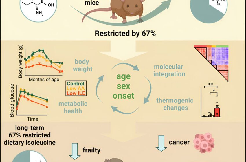  Les souris qui consomment moins d’acide aminé associé à l’obésité vivent plus longtemps et en meilleure santé